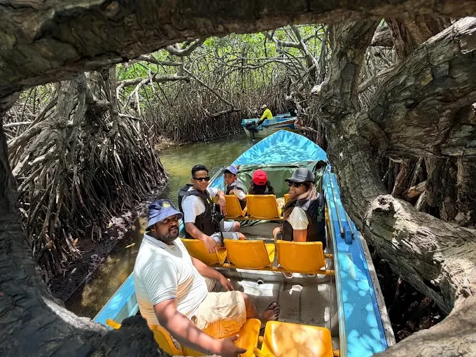 Madu Ganga Mangrove Safari - Navigating lush mangrove river caves and spotting river wildlife.